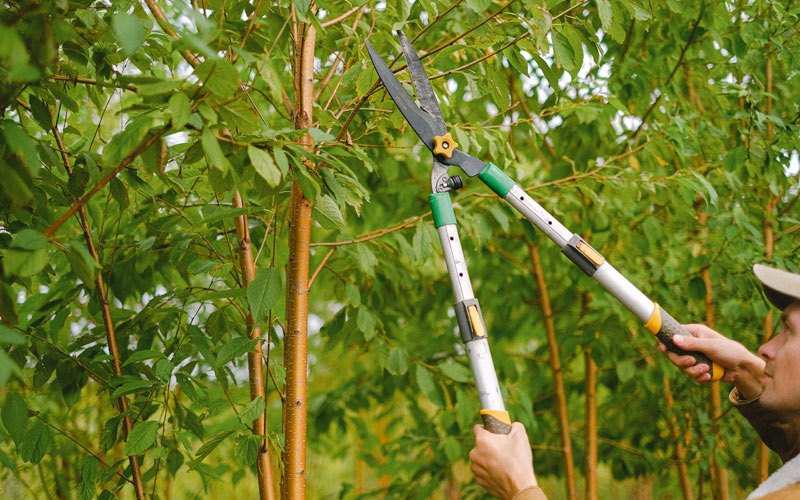 Tree trimming in Viola, ID