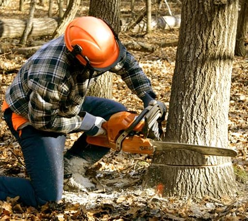 Tree Removal in Viola, ID